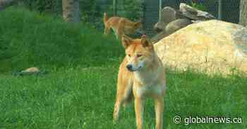 Dingoes, Koda the bear and new babies await guests as Saskatoon zoo reopens - Global News