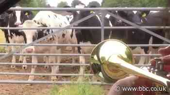 Cheesemaking and taxidermy: What we learned in lockdown