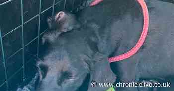 Dying pet dog saved after transfusion from pet blood bank at Washington vet