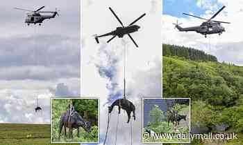 Dramatic moment a COW is airlifted to safety by an RAF helicopter after ...