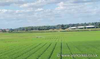 Light aircraft crash lands near York