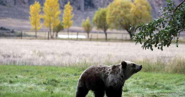 Grizzly bears around Yellowstone can stay on endangered species list, court rules