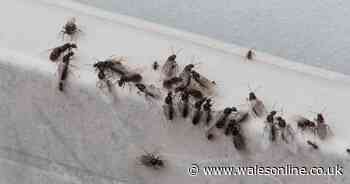 Flying Ant Day: What is it and how to get rid of them