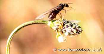 Why flying ants are swarming across Merseyside today