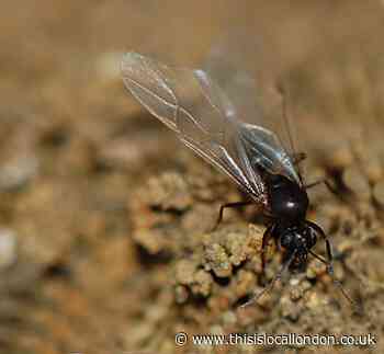 Flying Ant Day: Large flying ants spotted across London
