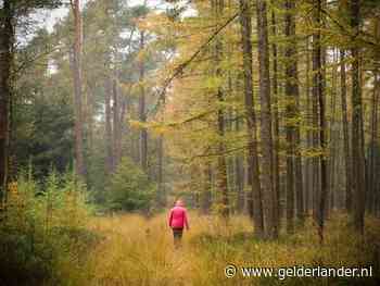 Naaldbomen op Veluwe vervangen door loofbomen: Gelderland trekt 7,5 miljoen uit