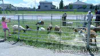 Using kids to cut the grass – goat kids that is - Lethbridge News Now