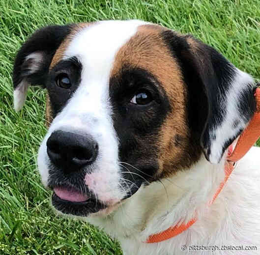 Furry Tails: Molly Is Waiting For A Forever Home