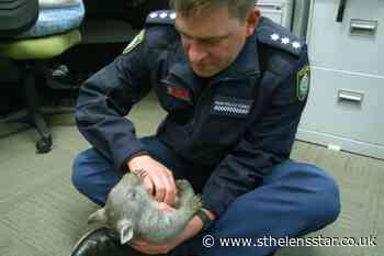 Baby wombat is new recruit at police station - St Helens Star