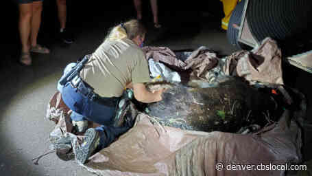 Bear Rescue: Firefighters Help Wildlife Officers Lower 350 Lb. Bear From Tree