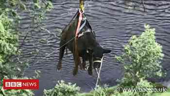 Cow rescued by Crammel Linn waterfall near Gilsland