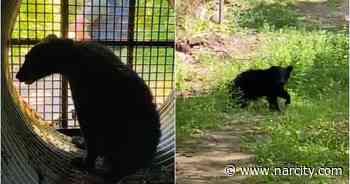 Ottawa's Black Bear Was Finally Captured & He's Got A Brand New Home (VIDEO) - Narcity Canada