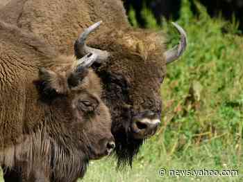 Wild bison to roam England's woodlands for the first time in 6,000 years as 'ecosystem engineers'