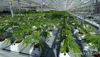 Missouri investigates fake medical marijuana certifications - KYTV