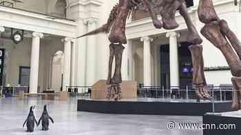 Penguins take a field trip to Chicago's Field Museum