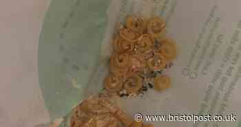 Bristol mum-to-be baffled by ‘really smart’ mice in council flat