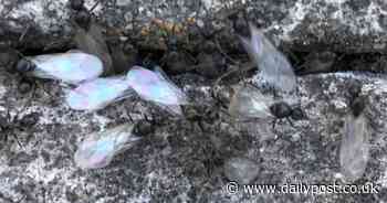 'Flying ant day' has arrived in North Wales - here's why it happens - North Wales Live