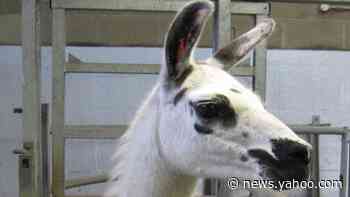 Coronavirus: Llamas provide key to immune therapy