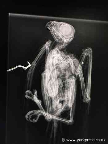 Police hunting for 'callous' shooters of buzzard in Ryedale (WARNING - graphic images)