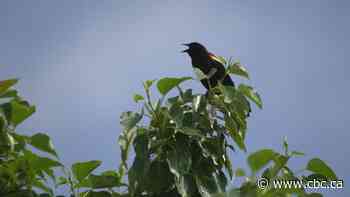 Researchers listen to birds for answers why their numbers are so low
