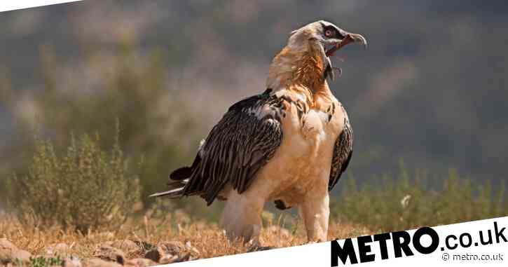 Rare bearded vulture spotted in the Peak District for second time in UK history