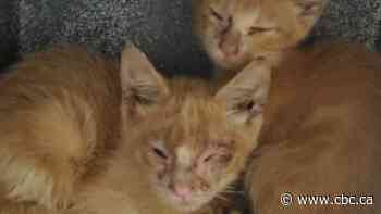 150 cats with 'significant' health issues found in hoarding house in Toronto - CBC.ca