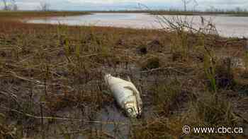 Indigenous groups paying the price for Russia's massive Arctic fuel spill