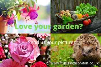 Send us pictures of your gardens from across the Epping Forest area