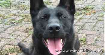 Two suspected car thieves arrested after being caught by police dog