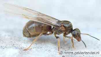 Overal vliegende mieren in de lucht, dit is waarom