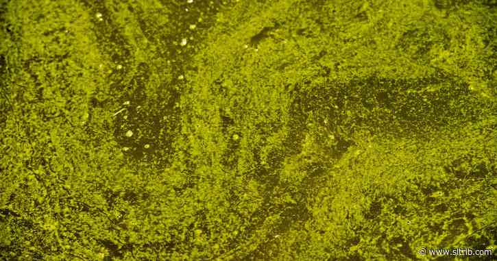 Dangerous algal bloom turns up in Zion National Park after dog dies in North Fork of the Virgin River