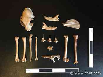 People may have kept pet cats 1,000 years ago, fossil finding suggests     - CNET