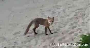 Fox Spotted On Beach In Ocean City