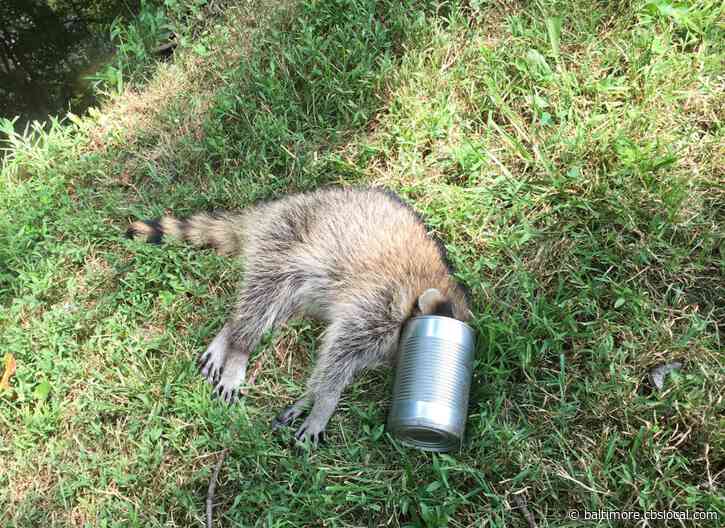 Officer Helps Free Raccoon After Its Head Gets Stuck In A Metal Can