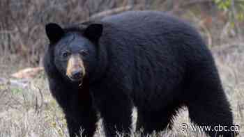 Bear activity rising after less hunting than usual in spring, outfitter says
