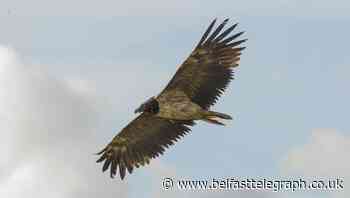 ‘A truly magnificent sight’: bearded vulture seen in UK for second time