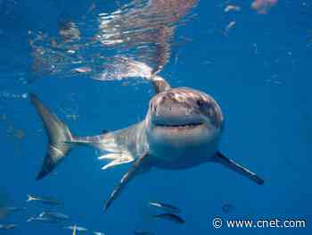 Watching Shark Week could earn you $1,000     - CNET