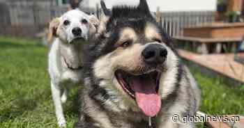 Edmonton dog lover commits to trimming down another ‘morbidly obese’ abandoned dog