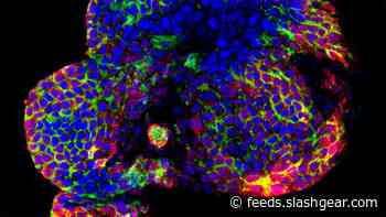 Researchers develop a new method for growing simple human livers