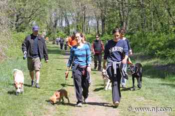 Saturday morning dog walks return to Lord Stirling Stable - nj.com