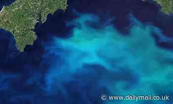 Phytoplankton populations in the Arctic have INCREASED 57% in the last two decades 