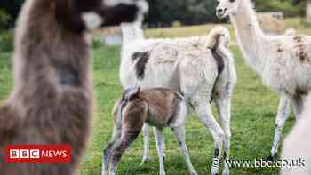 Coronavirus: Llamas provide key to immune therapy