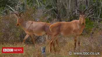 Saving one of the world's rarest antelope