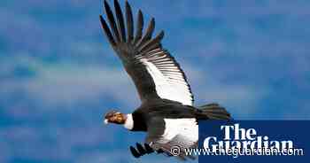 Andean condor can fly for 100 miles without flapping wings