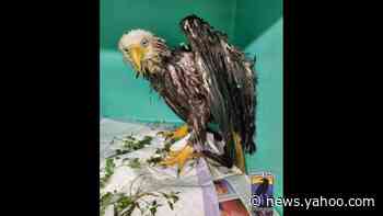 Bedraggled bald eagle spent 24 hours stuck in a manure pit, Pennsylvania rescuers say