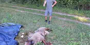 Une probable attaque de loup à Tourrettes, en Pays de Fayence, à quelques mètres d'habitations - Var-Matin