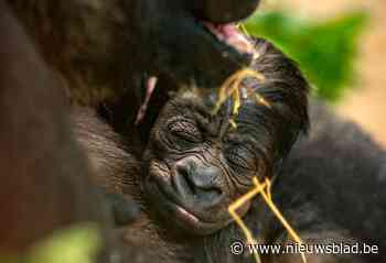 Bijna 6.000 bezoekers van de Zoo hebben naam gekozen voor pasgeboren babygorilla