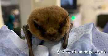 Bat travelled 800km from France to County Durham in the boot of a car - Chronicle Live