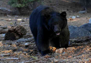 Bear Spotted In Baltimore County, DNR Says - CBS Baltimore