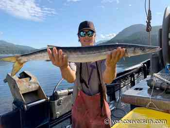 Feisty barracuda caught in Alberni Inlet on Vancouver Island, far from its normal range